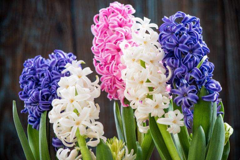 How To Grow Hyacinth Different Types Of Hyacinths The Gardening Dad