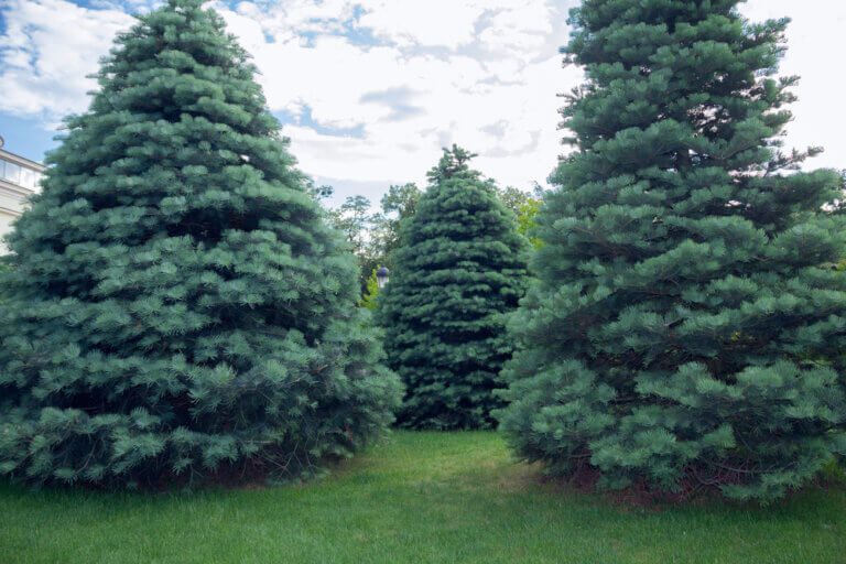 10 BEST Trees To Plant In Illinois 2023 The Gardening Dad