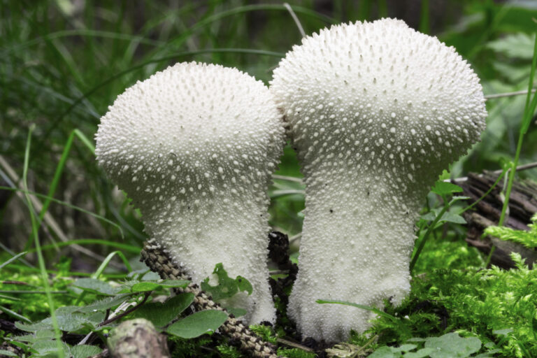 10 MOST Common White Mushrooms In Ohio 2023 Guide The Gardening Dad