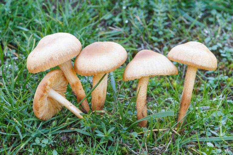 Most Common White Mushrooms In Ohio Guide The Gardening Dad