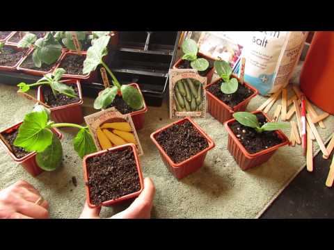 How and When to Seed Start Zucchini &amp; Squash Indoors: Warm Weather - The Rusted Garden 2014