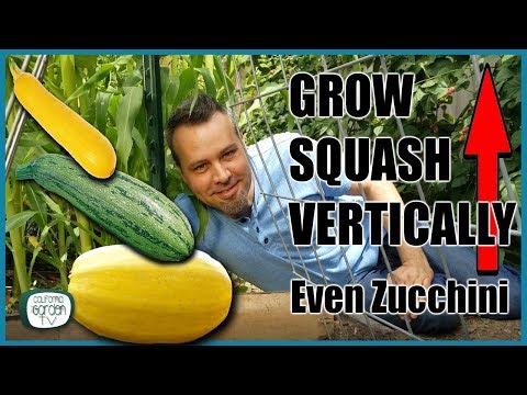 Grow Squash Vertically - Even Zucchini // Complete Guide