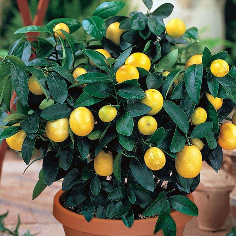 How to Grow Lemon Trees in Pots: (18 PROVEN Tips) - The Gardening Dad