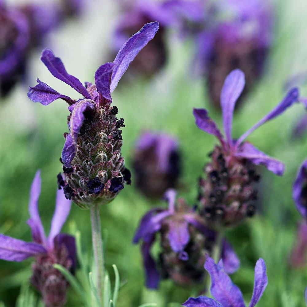 french lavender