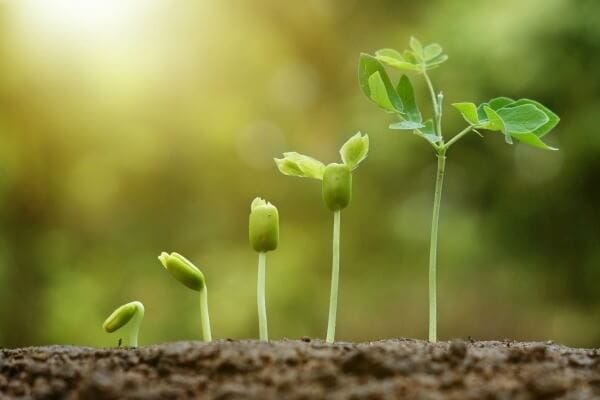 5 Simple Tips How To Grow Lavender From Seed - The Gardening Dad