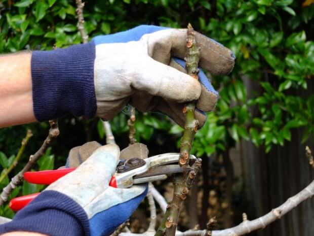How to Prune Fig Trees after winter