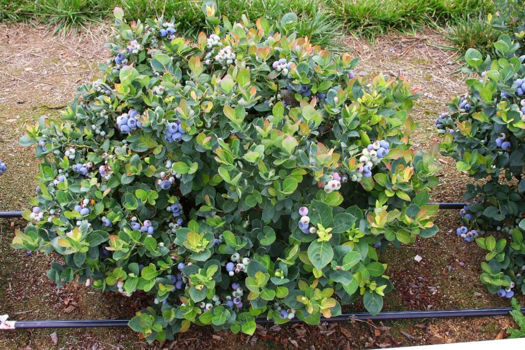 blueberry bushes