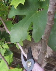 10 Most Effective Tips How to Prune Fig Trees - The Gardening Dad