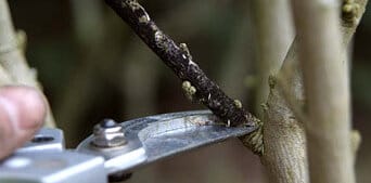 pruning dead wood