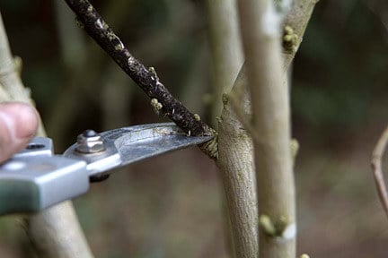 How to prune fig trees dead wood