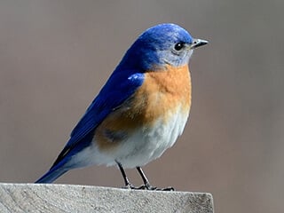 10 BEST Bird Seed for MORE Bluebirds (2023)