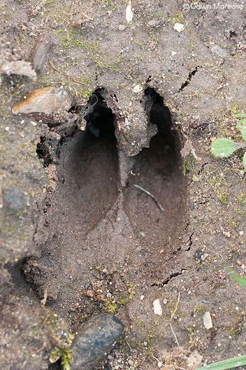 deer track