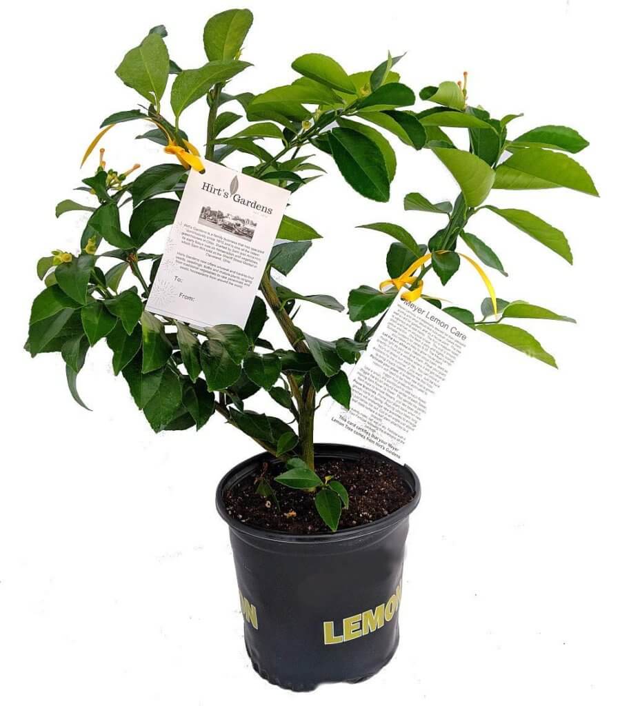 lemon tree gardening gifts