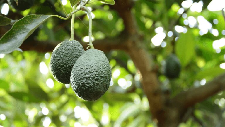 10 EASY Tips to Growing Avocado in Pots - The Gardening Dad