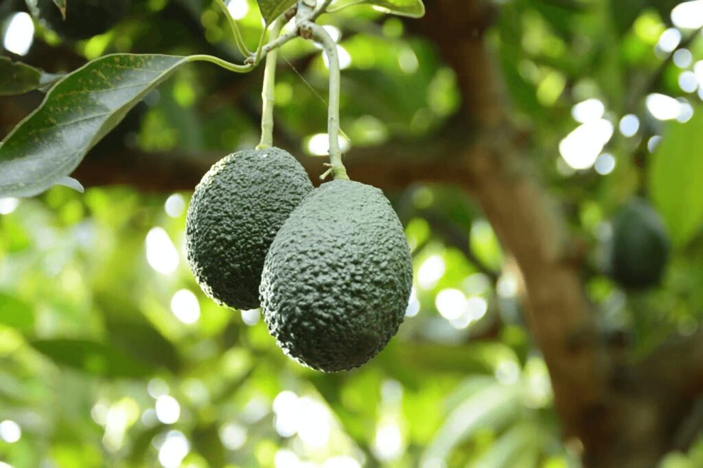 hass avocado tree