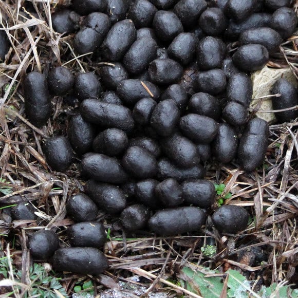 rabbit droppings - how to keep rabbits out of your garden