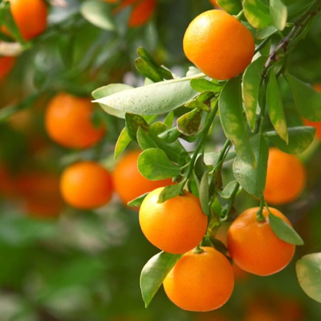 clementine orange tree
