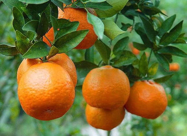mandarin orange tree - how to grow orange trees in pots