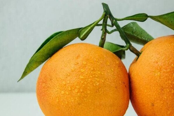 How to Grow Orange Trees in Pots (10 EASY Tips)