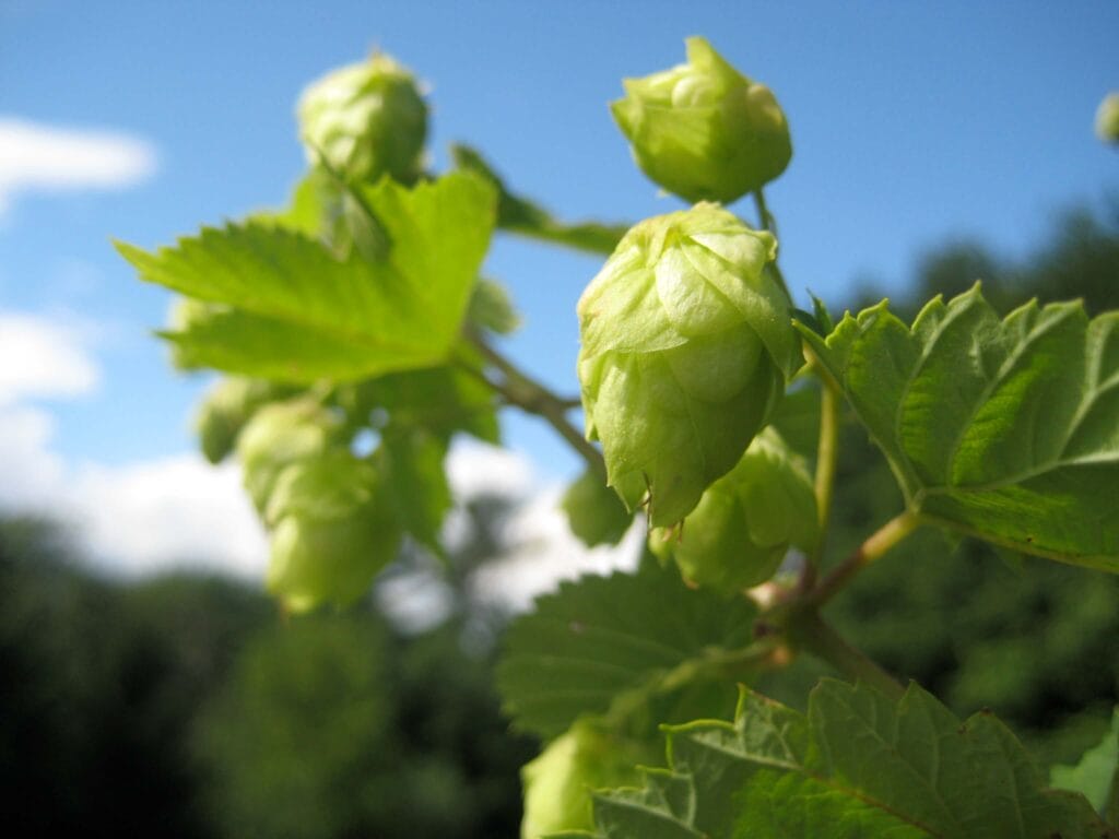 cascade hops