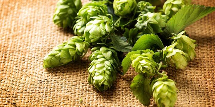 centennial hops