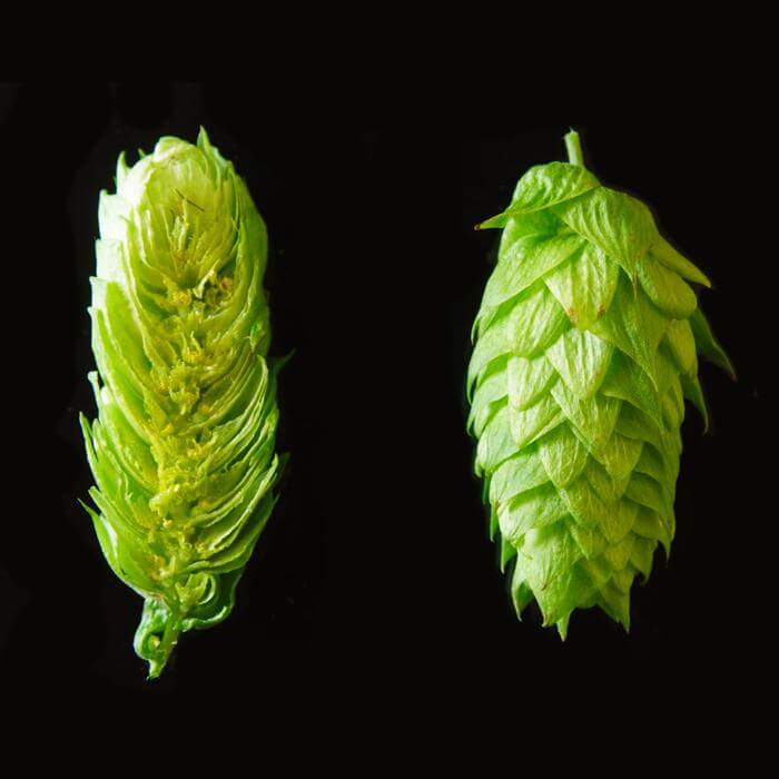 chinook hops