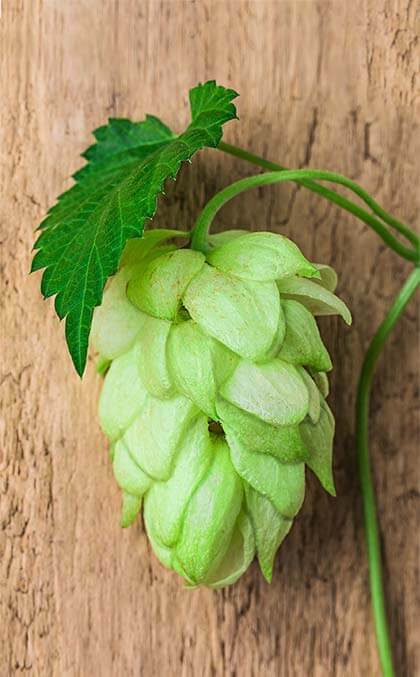 columbus hops