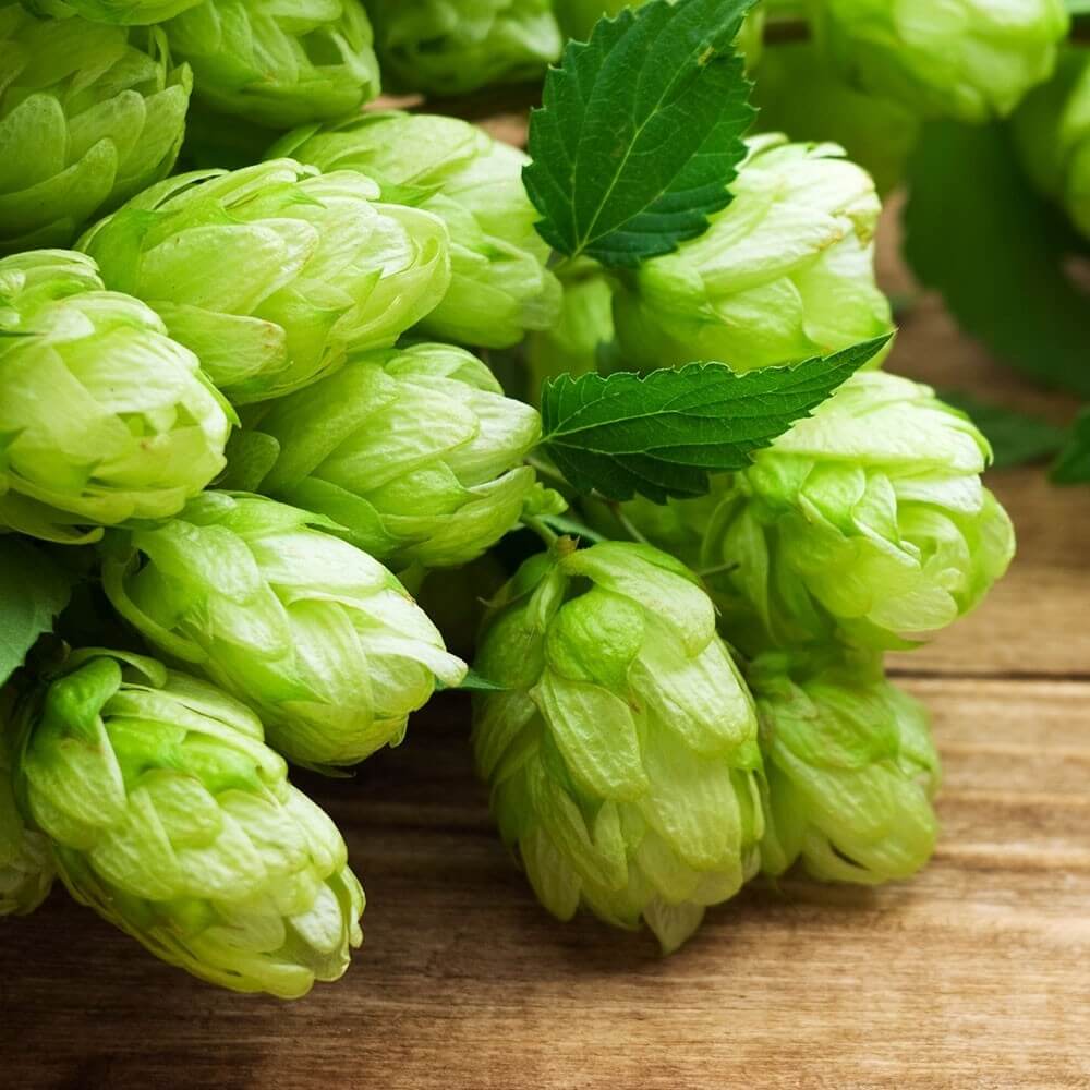 comet hops