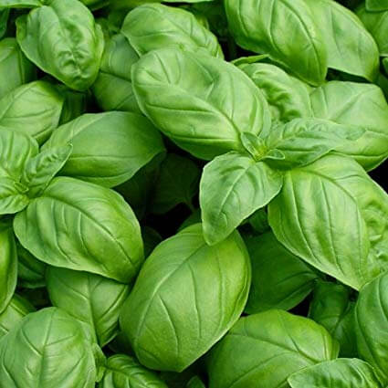sweet basil - mosquito repellent
