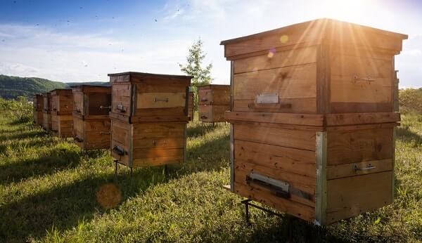 Beehives - how to make a beehive