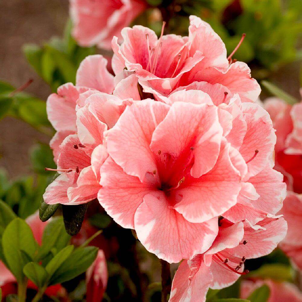 azalea