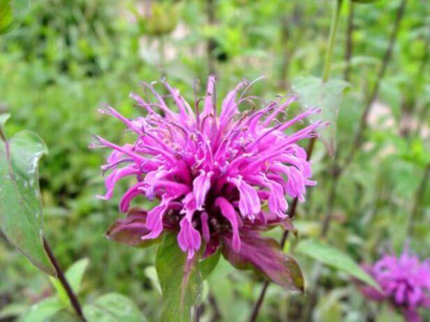 bee balm