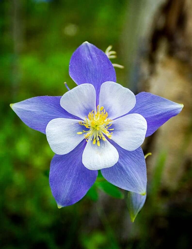 columbine