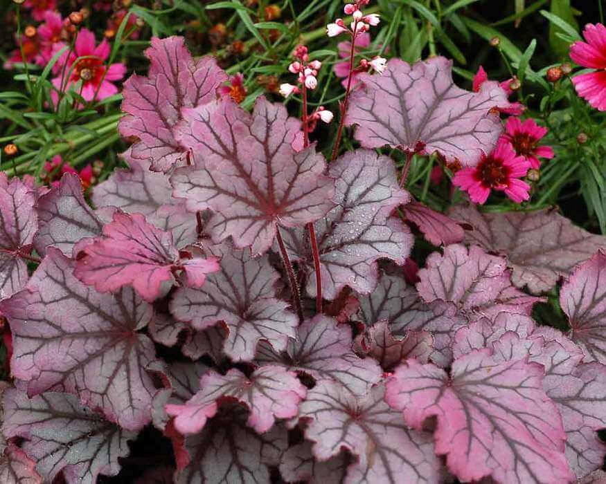 coral bells