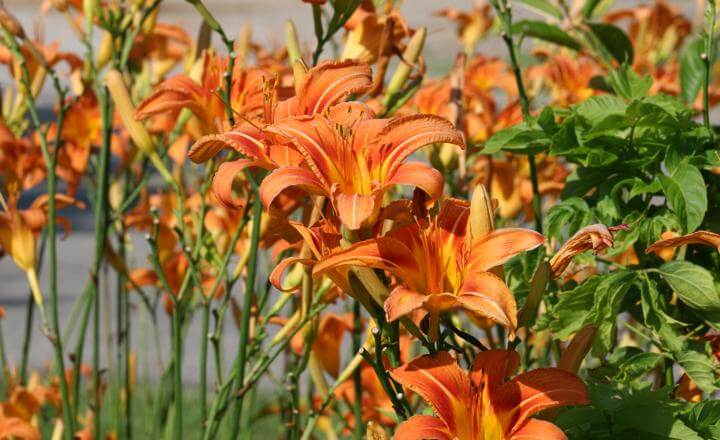 daylilies