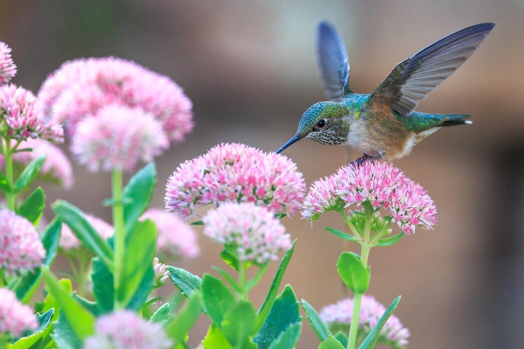 How to Attract Hummingbirds: 44 PROVEN Tips