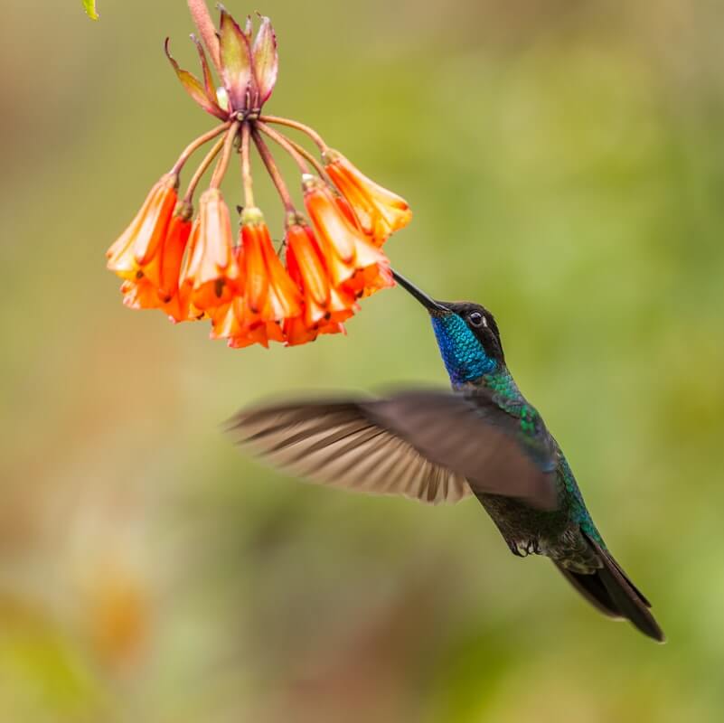 hummingbird - how to attract hummingbirds