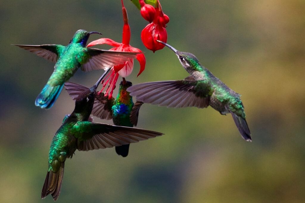 hummingbirds feeding - how to attact hummingbirds