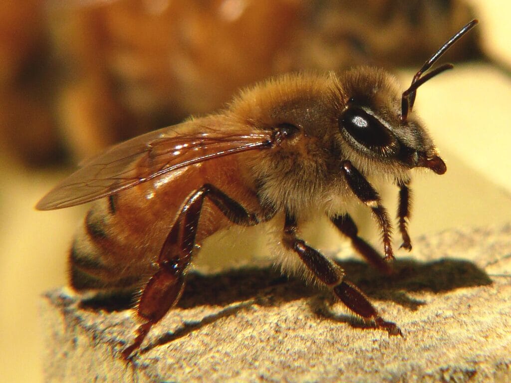 italian bee