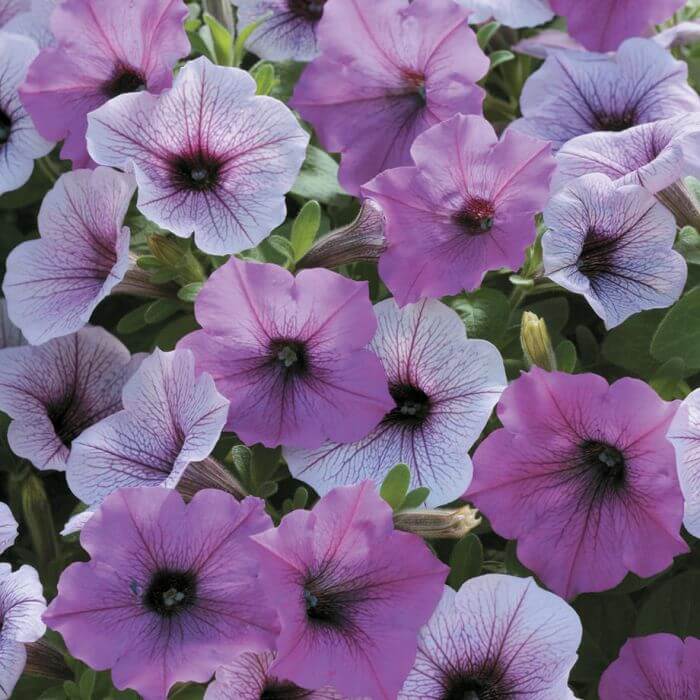 petunias