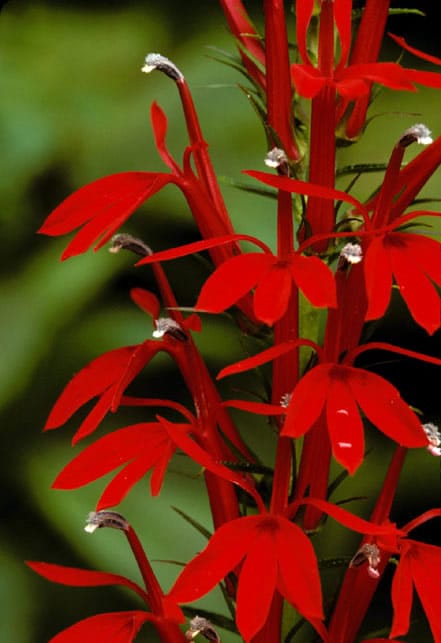 red cardinal flower