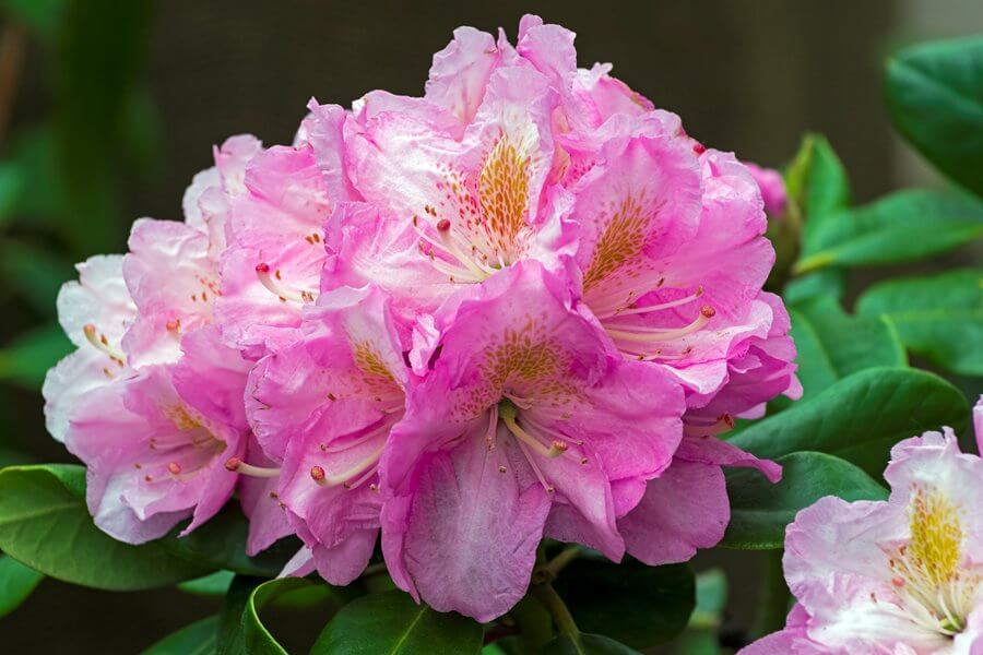 rhododendron