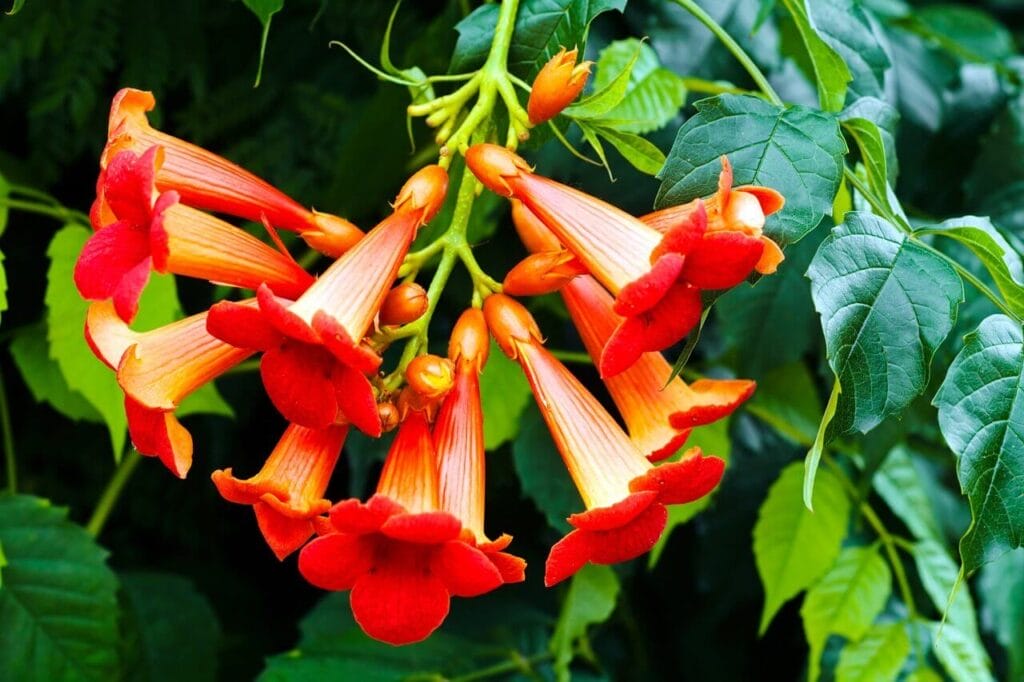 trumpet honeysuckle