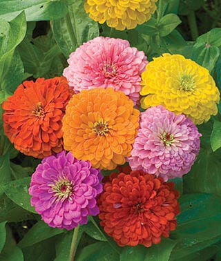 zinnia