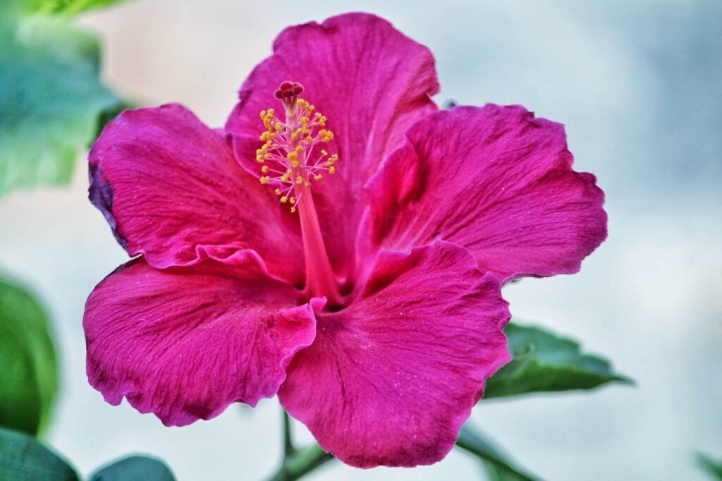 Rose of Sharon 