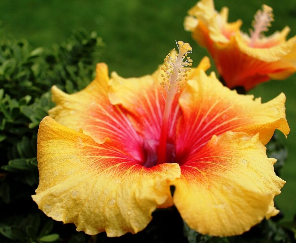 Tropical Hibiscus