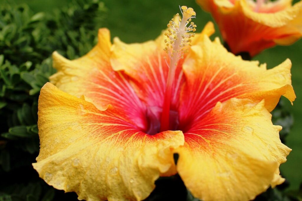 Tropical Hibiscus