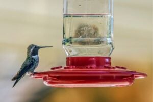 hummingbird sitting on feeder