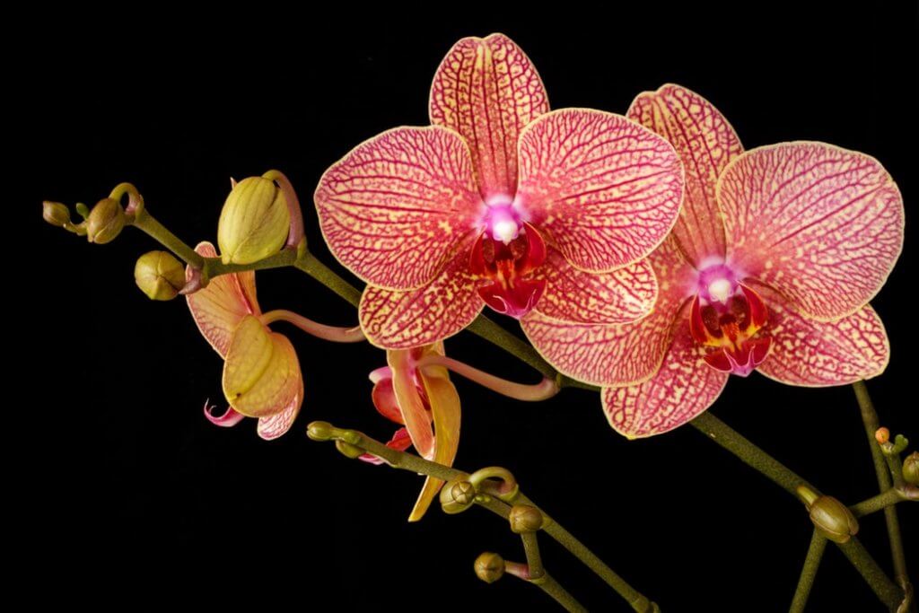 cymbidium orchid - how to care for orchids
