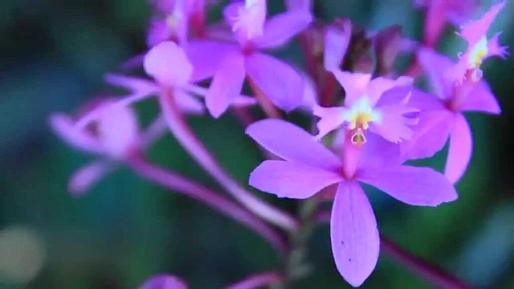 epidendrum orchid - how to care for orchids